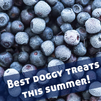 frozen blueberries for siberian husky