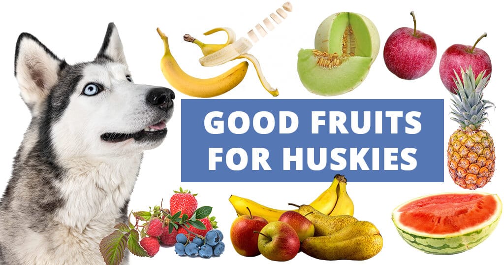 good food for husky puppy