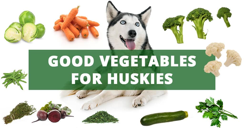 best food and diet for huskies