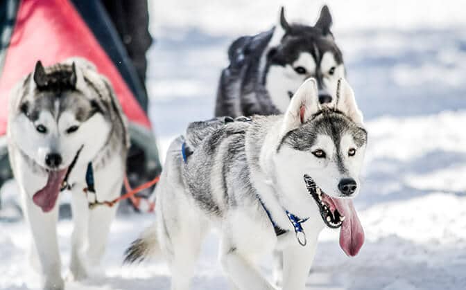 Siberian Husky Sled Dog