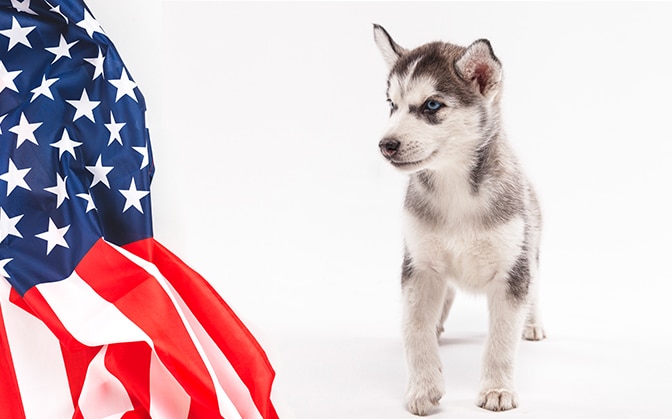 Puppy huskies in america