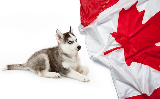 Huskies in Canada