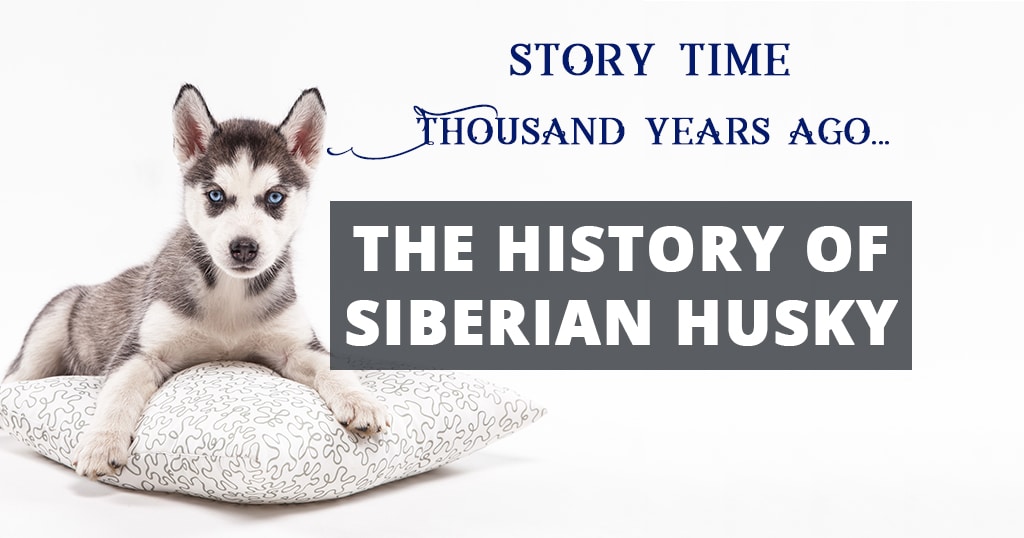 origin of siberian husky
