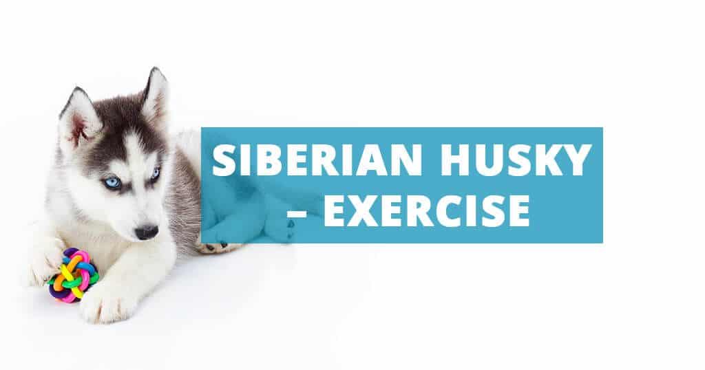 siberian-husky-exercise-daily-walk-play-activities