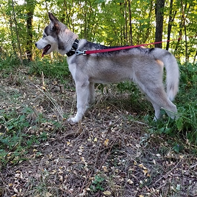 シベリアンハスキー子犬の散歩