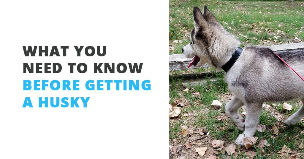 know before getting a husky 