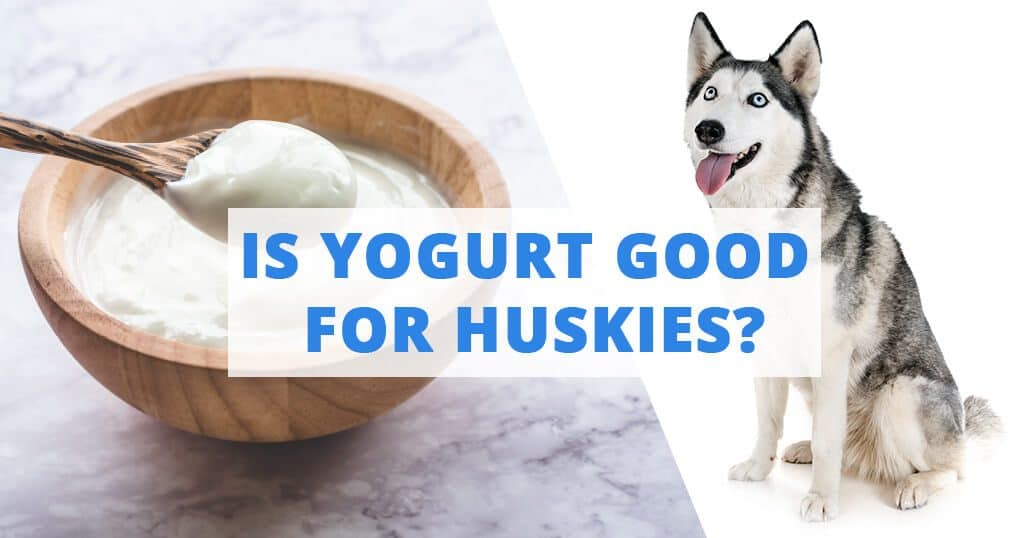what can huskies eat
