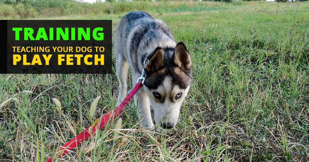 How-to-train-your-dog-to-fetch-siberian-huskies-puppies