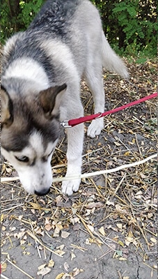 fetch dog husky training