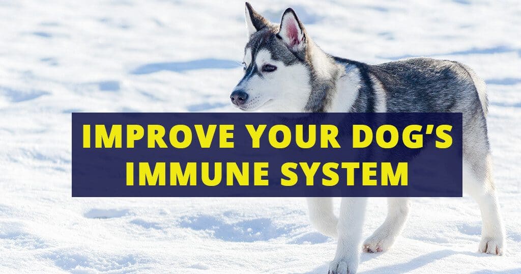 Improve-dog-immune-system-siberian-husky-puppies