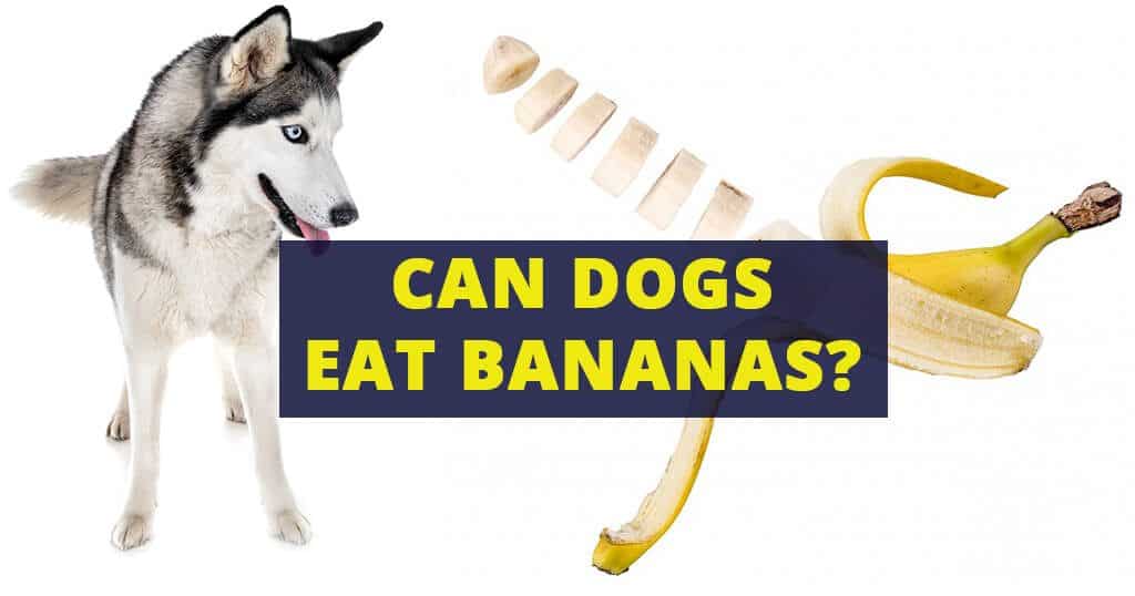 can-dogs-eat-bananas-fruits-treats