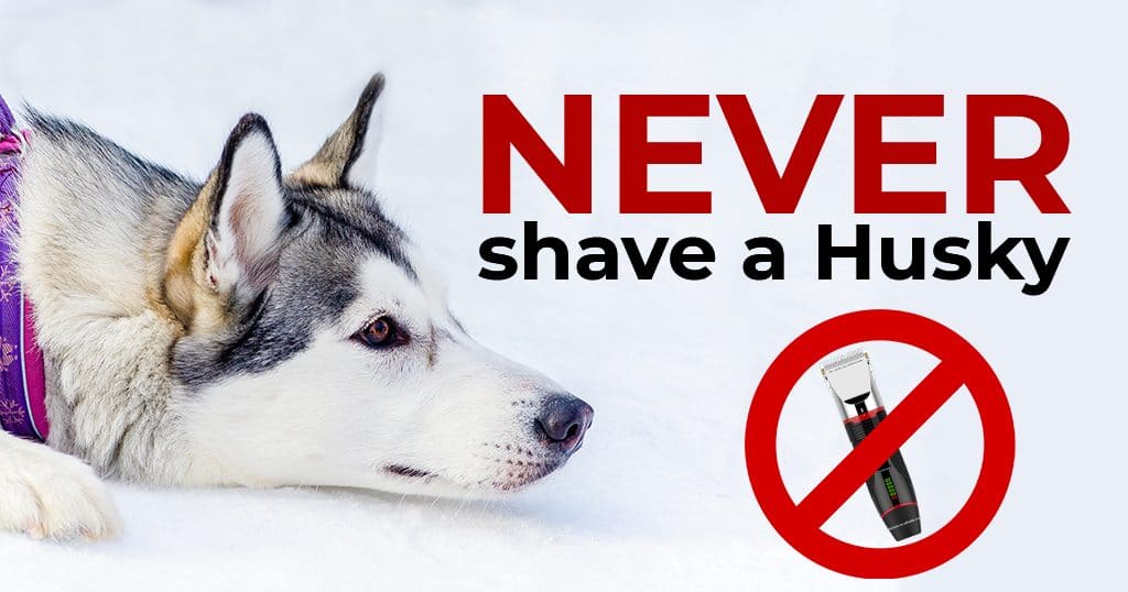 Here's why you should never shave a Husky - Husky Advisor
