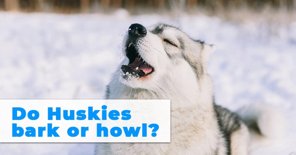do huskies bark or howl