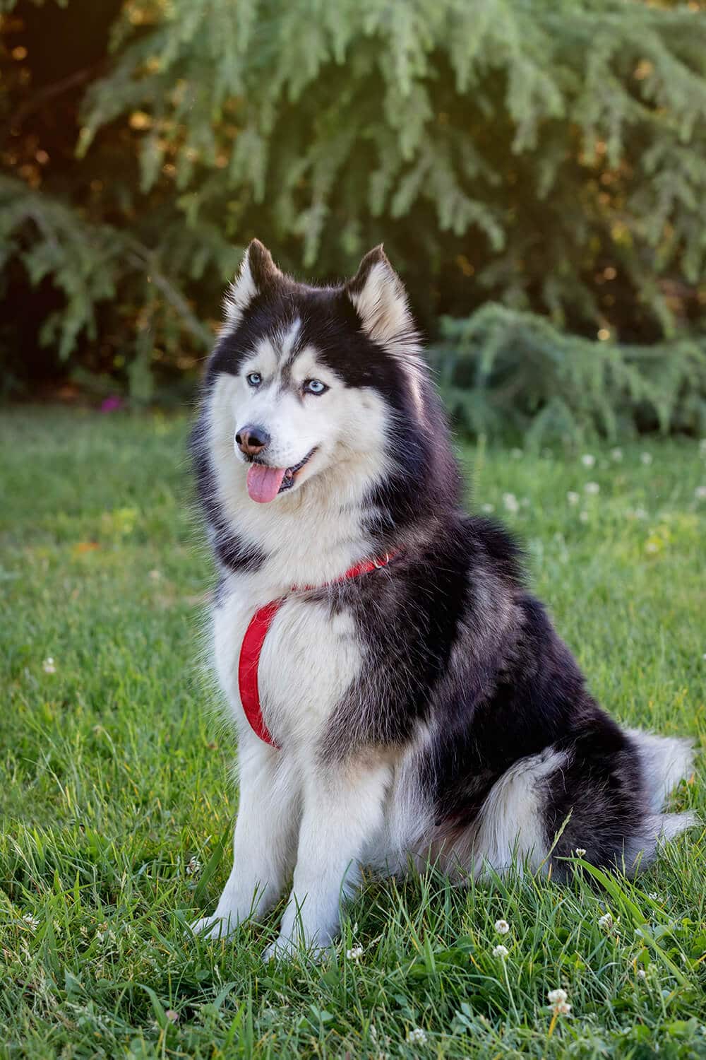 Malamute vs Husky: The Deffinitive Guide - 8 MUST know differences