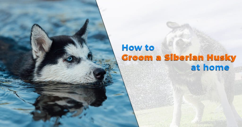 how to groom a siberian husky at home