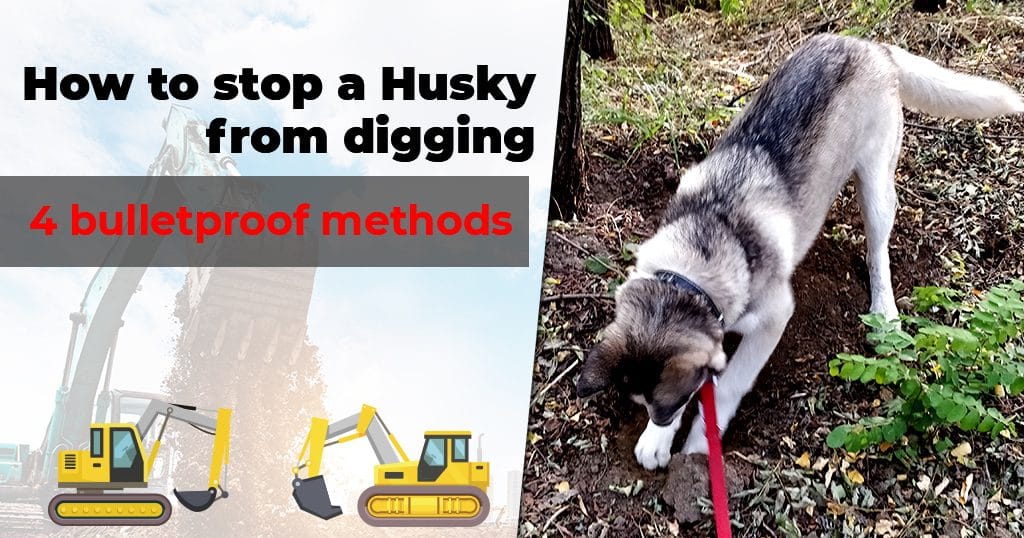 how to stop a husky from digging