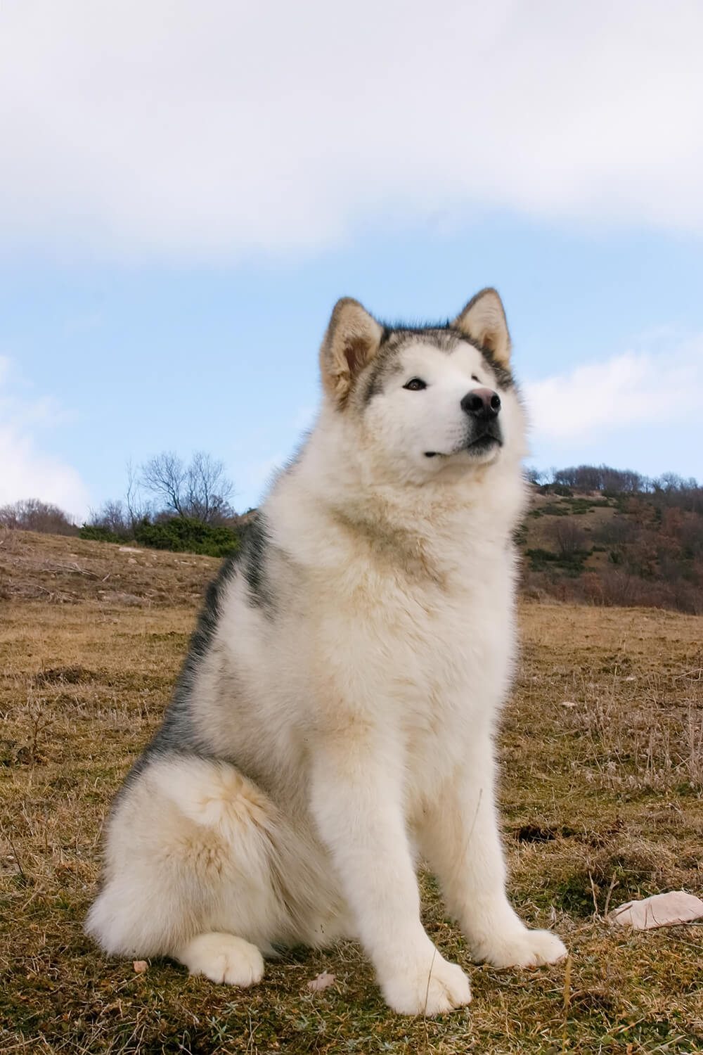 Malamute vs Husky The Deffinitive Guide 8 MUST know