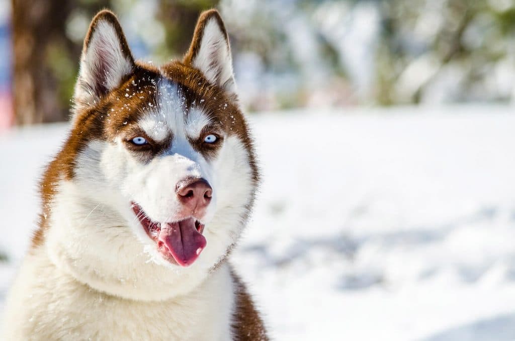 Awesome combination of coat color and eyes on this Husky