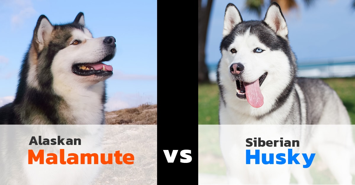 malamute and husky difference