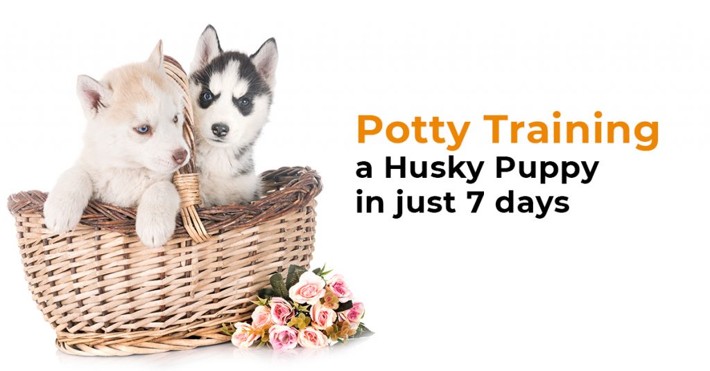 potty training husky