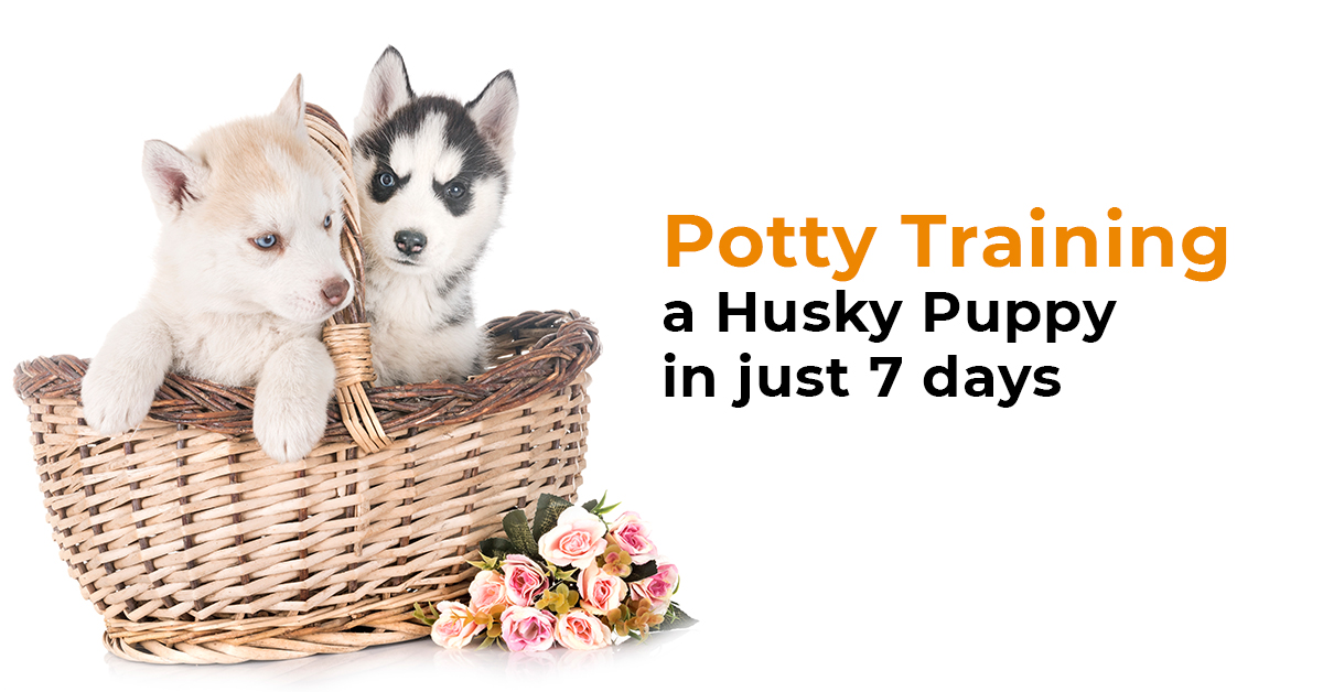 husky potty training