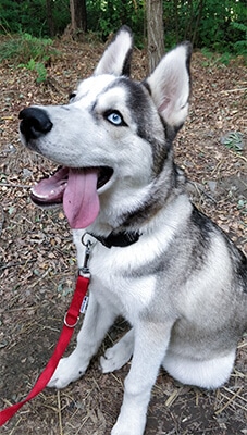 Train siberian husky fetch