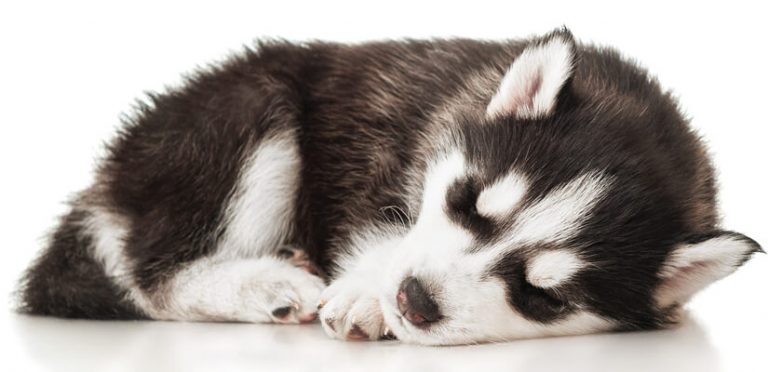 Potty Training a Husky Puppy in just 7 days - All you need to know