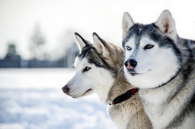 Malamute vs Husky: The Deffinitive Guide - 8 MUST know differences