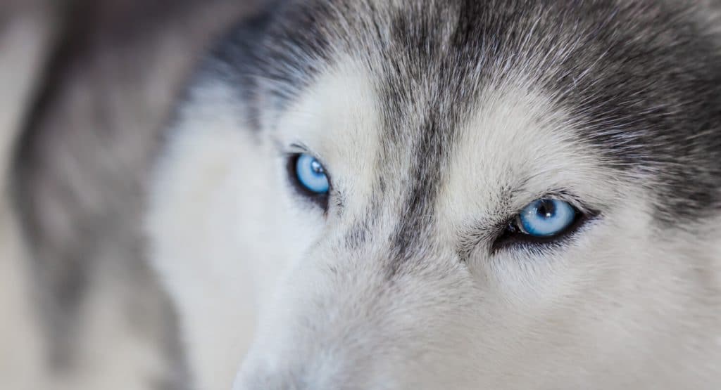 amazing ice blue eyes dog