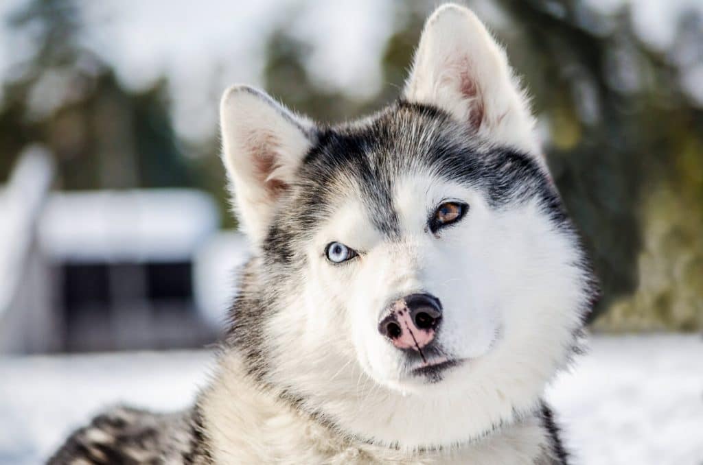 bi-eyed siberian husky - blue and brown eyes