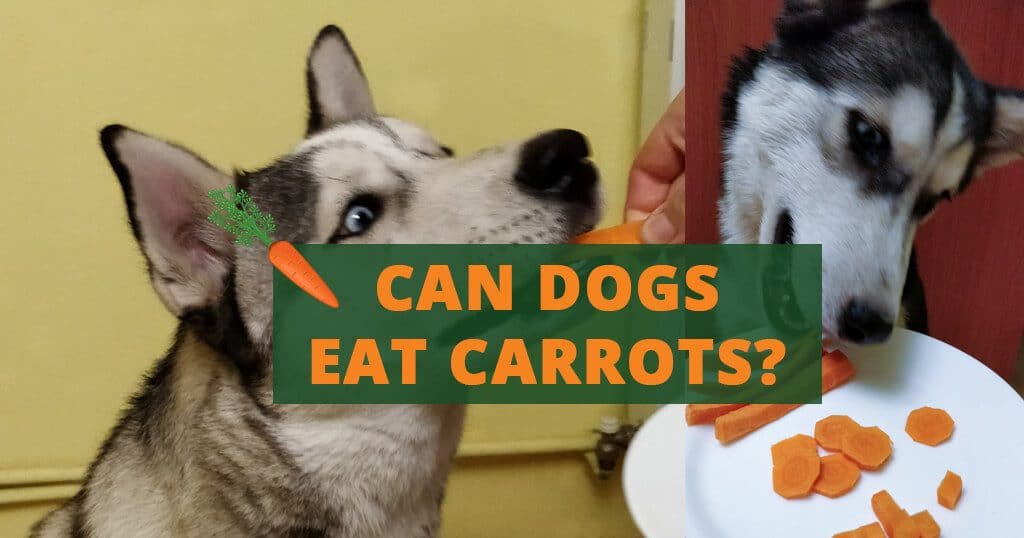 can dogs eat carrots treats