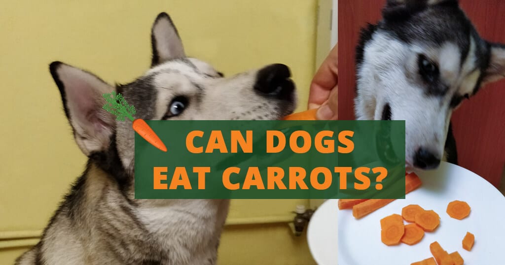 what are carrots good for dogs