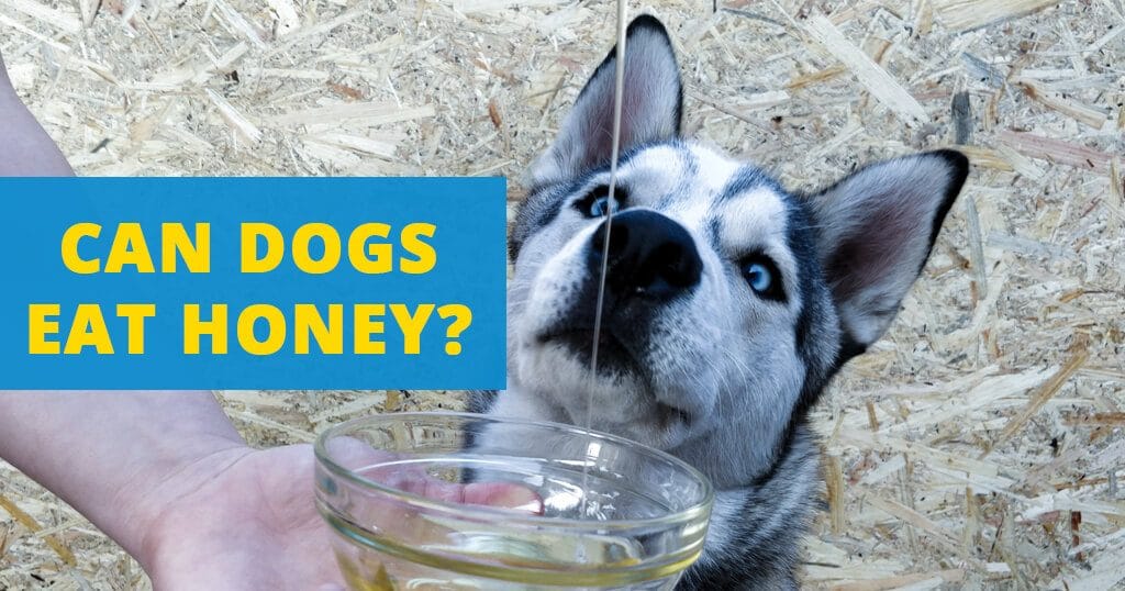 can-dogs-eat-honey-husky-facts