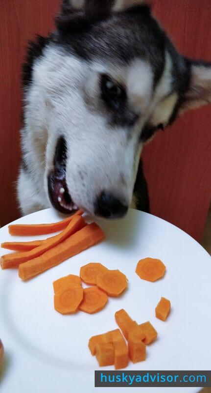 how many carrots can a puppy eat