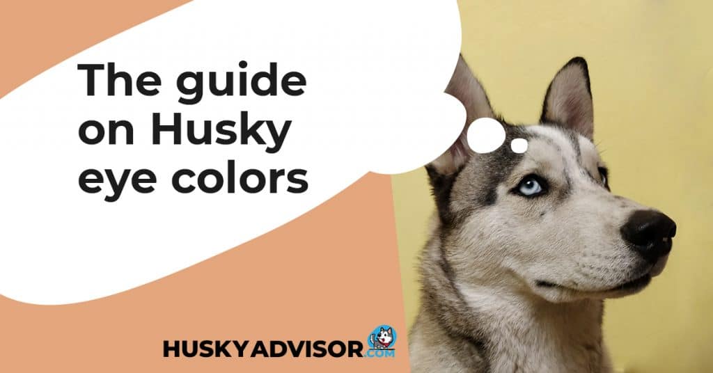 husky eye color guide