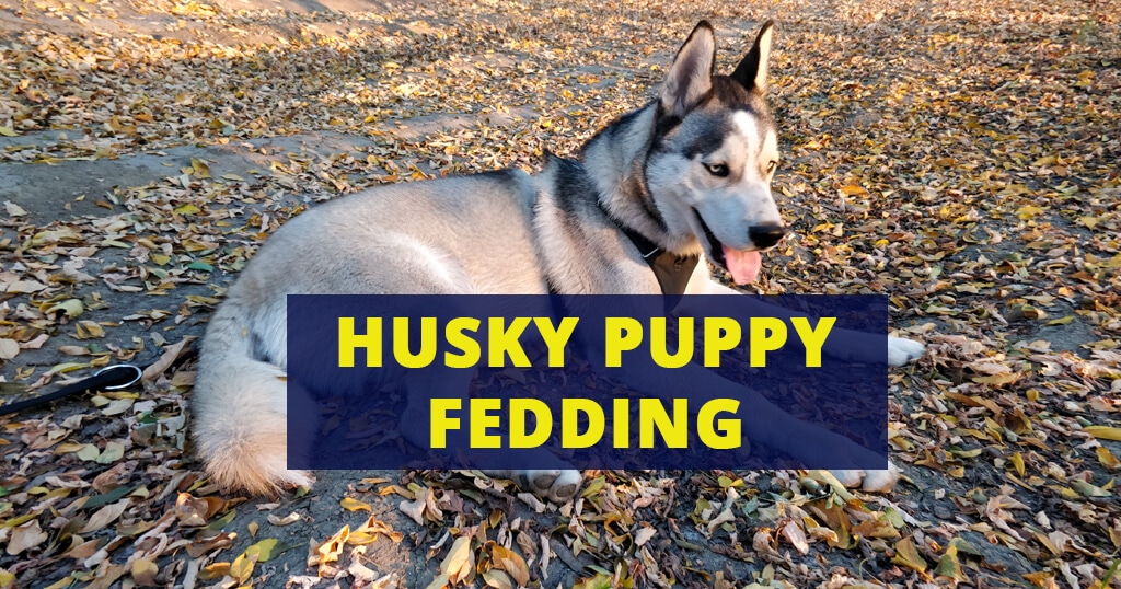 how many times a day should a husky eat