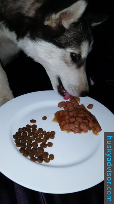 wet or dry food for siberian huskies