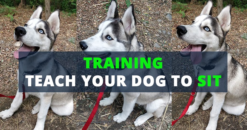teach-your-dog-to-sit-command-puppy-training