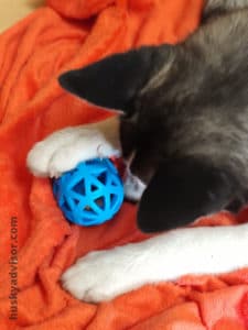Husky puppy toys