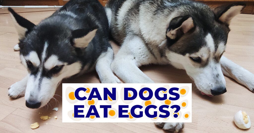 can-dogs-eat-eggs-calcium-protein-homemade-treats