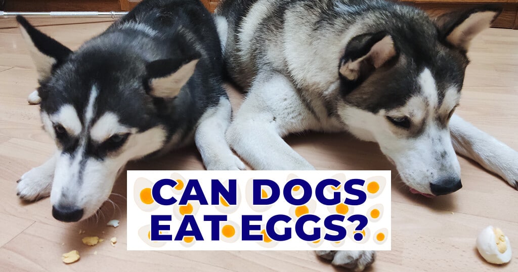 what do huskies like to eat
