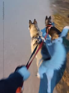 Daily morning walk siberian huskies