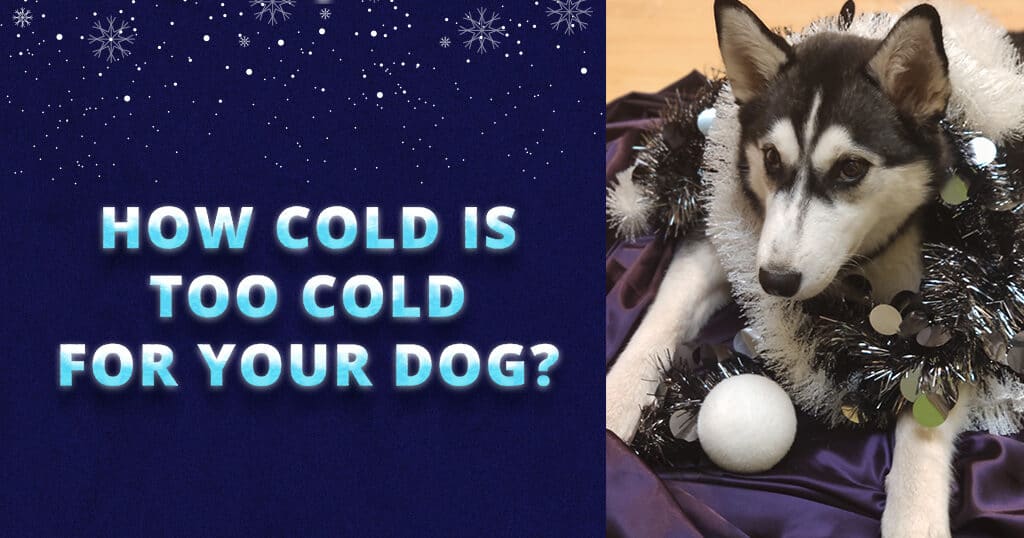 how-cold-is-too-cold-for-your-dog-siberian-husky
