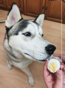 Dog treats boiled eggs