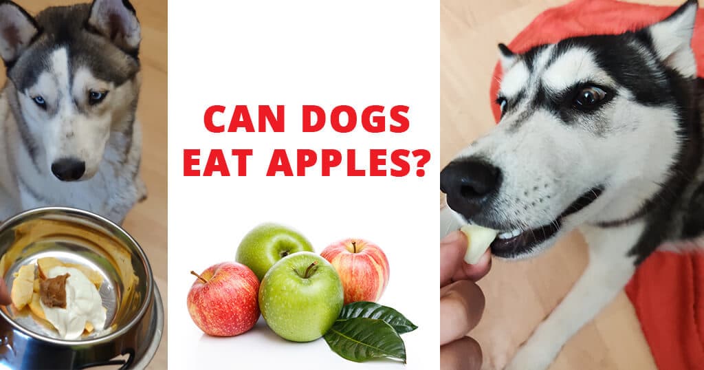 dog ate apple core