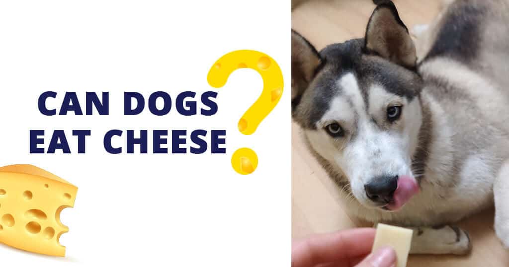 can dogs eat cheese