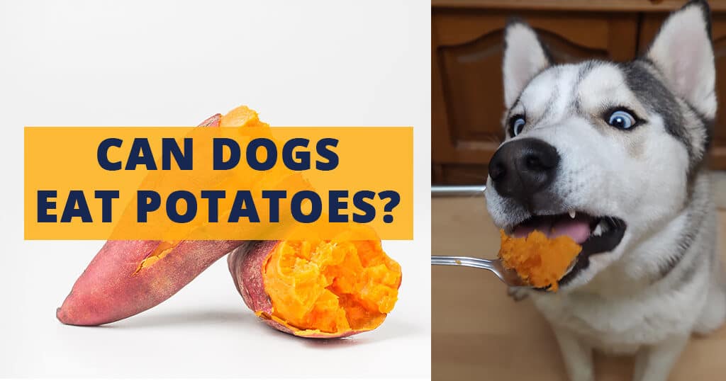 dogs can eat potatoes