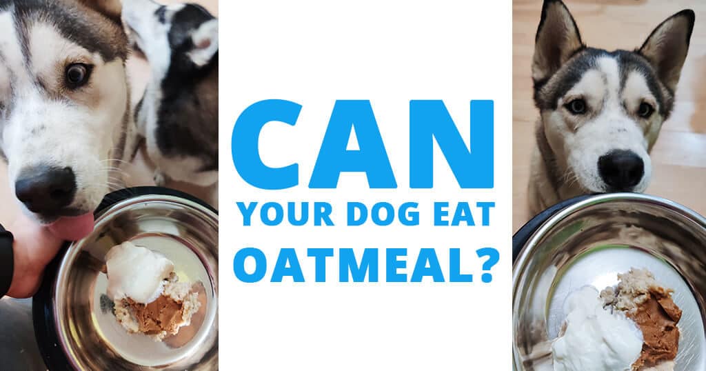 is oatmeal bad for dogs