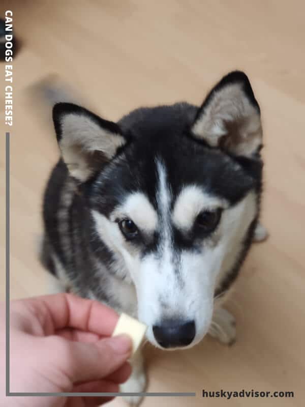 dogs can eat emmental