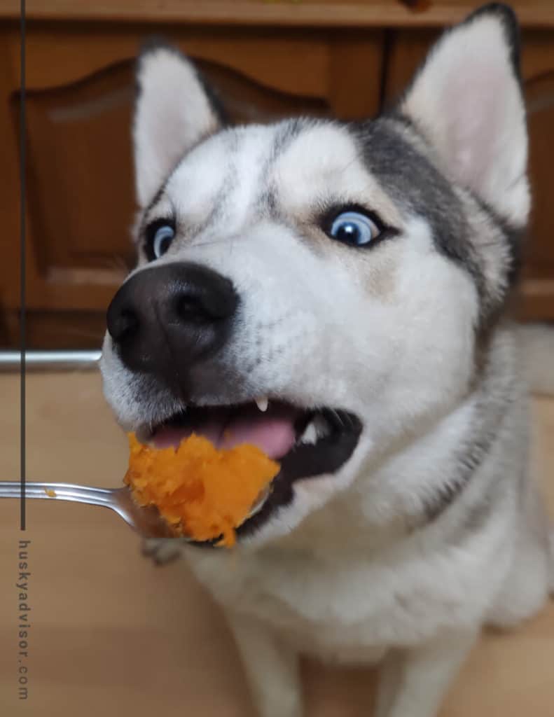 dogs can eat sweet potatoes